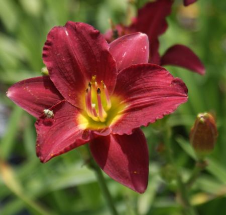 Taglilie Pardon Me (Hemerocallis hybr.)