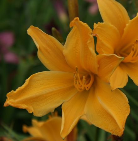 Taglilie Toro (Hemerocallis hybr.)