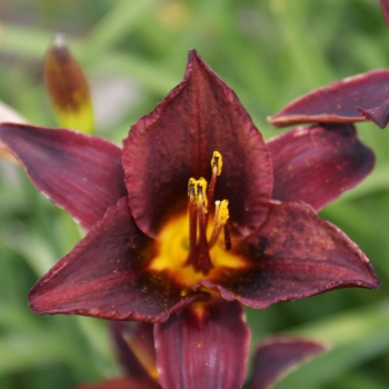 Taglilie Chocolate Candy (Hemerocallis hybr. Chocolate Candy)