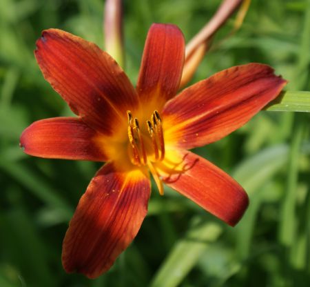 Taglilie Hugh Johnson (Hemerocallis hybr.)