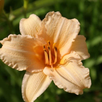 Taglilie Louise Manelis (Hemerocallis hybr.)