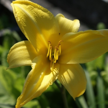 Taglilie Northbrook Star (Hemerocallis hybr. Northbrook Star)