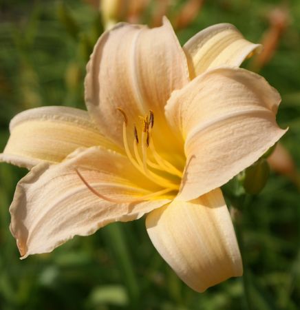 Taglilie Nob Hills (Hemerocallis hybr.)