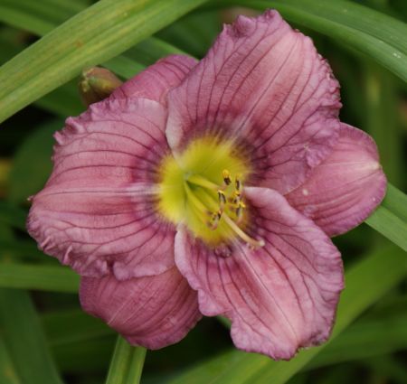 Taglilie Olive Baily Langdon (Hemerocallis hybr.)