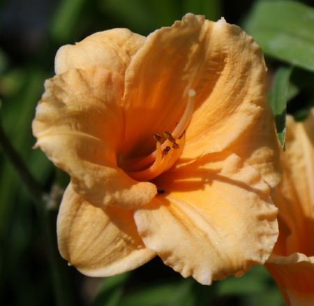 Taglilie Pixie Parasol (Hemerocallis hybr.)