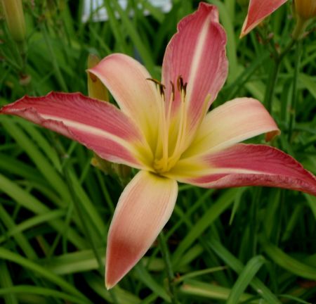 Taglilie Powder Pink (Hemerocallis hybr.)