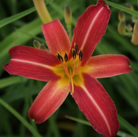 Taglilie Preciosus (Hemerocallis hybr.)