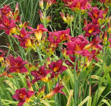 Taglilie Little Joy (Hemerocallis hybr.)