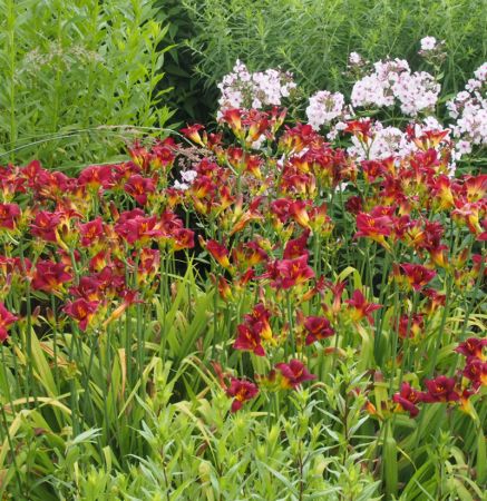 Taglilie Little Joy (Hemerocallis hybr.)