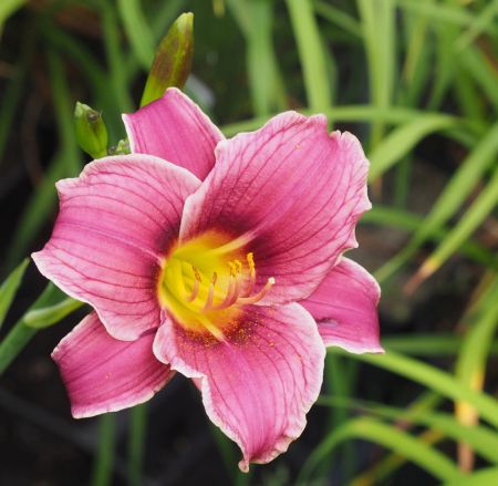 Taglilie Little Lavender Lace (Hemerocallis hybr.)