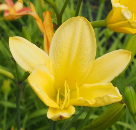 Taglilie Rundblick (Hemerocallis hybr.)