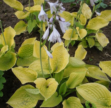 Preview: Goldblatt-Funkie August Moon (Hosta hybr. August Moon)