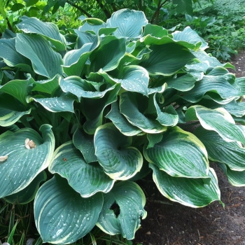 Weißrand-Funkie Regal Splendor (Hosta Hybride Regal Splendor)