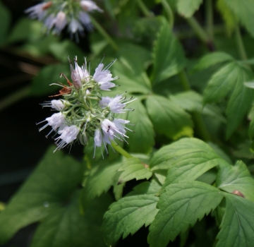 Kanadisches Wasserblatt (Hydrophyllum canadense)