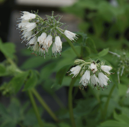 Virginia Wasserblatt (Hydrophyllum virginianum)