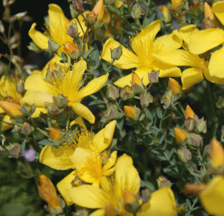 Zwerg-Johanniskraut Grandiflorum (Hypericum polyphyllum Grandiflorum)