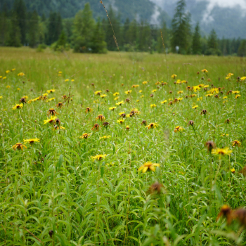 Weidenblättriger Alant (Inula salicina)