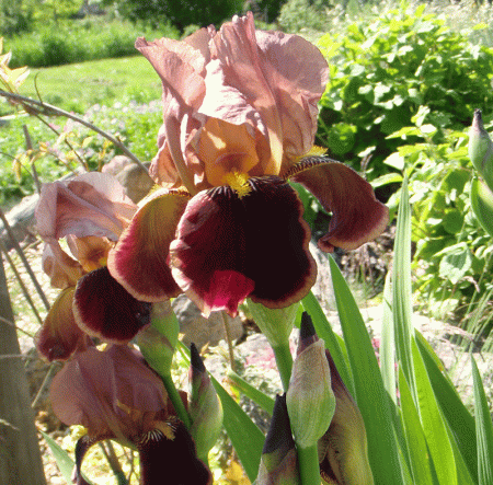 Hohe Bartiris Louvoir (Iris barbata-elatior Louvoir)