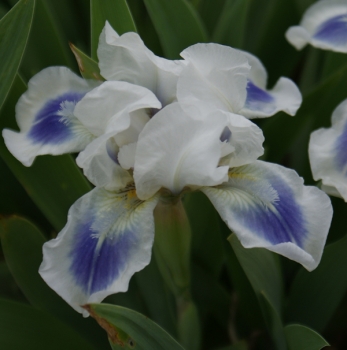 Zwerg Bartiris Boo (Iris barbata-nana Boo)