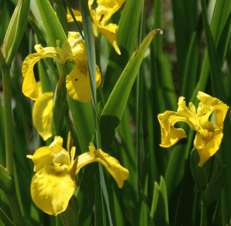 Gelbe Sumpf-Schwertlilie (Iris pseudacorus)