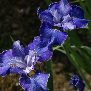 Sibirische Wiesen-Iris Blaue Milchstrasse (Iris sibirica Blaue Milchstrasse)