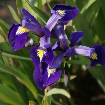 Preview: Iris Princess (Iris versilaev Princess)