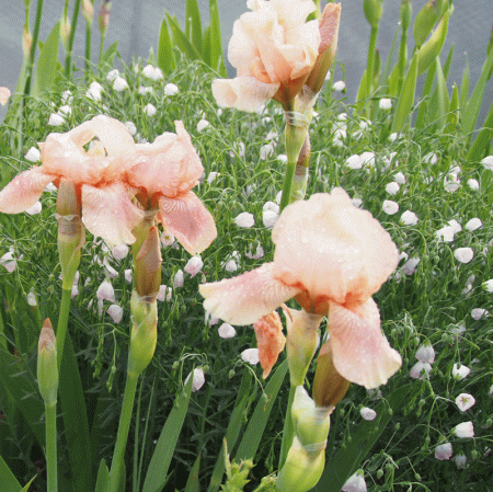 Mittelhohe Bartiris Flourish (Iris barbata-media Flourish)