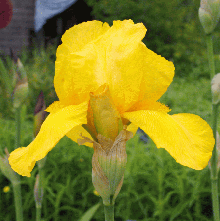 Hohe Bartiris Goldfackel (Iris barbata-elatior Goldfackel)