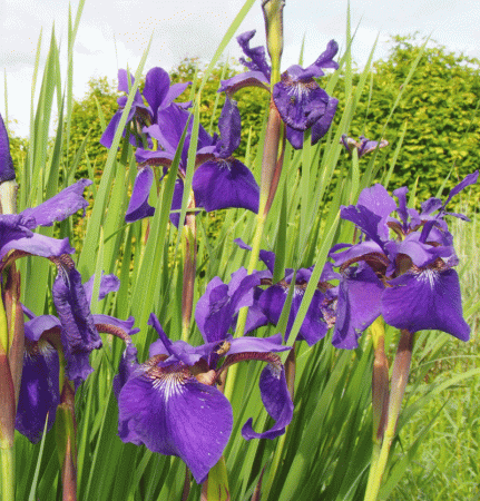 Sibirische Wiesen-Iris Caesars Brother (Iris sibirica Caesars Brother)