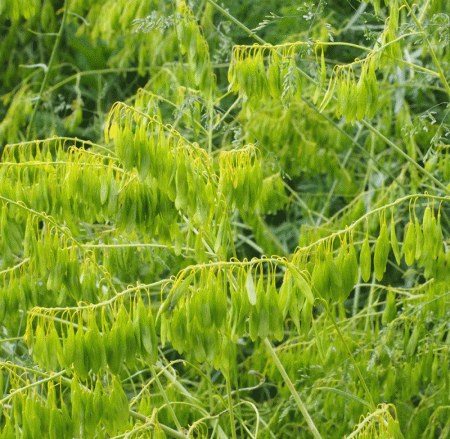 Färberwaid (Isatis tinctoria)