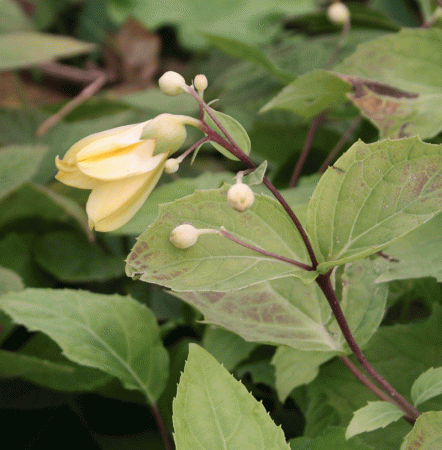 Japanische Wachsglocke (Kirengeshoma palmata)