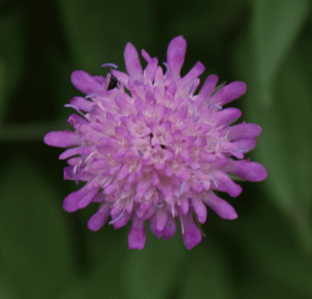 Ungarische Witwenblume (Knautia drymeia)