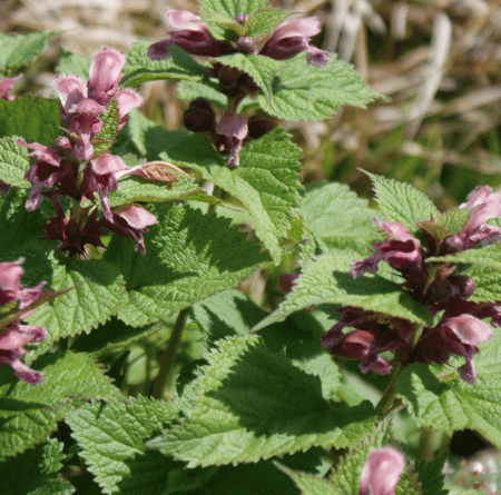 Nesselkönig (Lamium orvala)