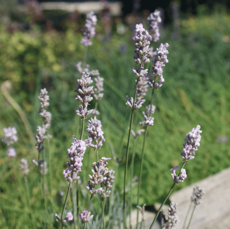 Lavendel Miss Katherine (Lavandula angustifolia Miss Katherine)