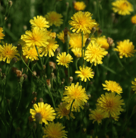 Herbst-Löwenzahn (Leontodon autumnalis)