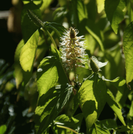 Japanische Strauchminze Golden Angel (Leucosceptrum japonicum Golden Angel)