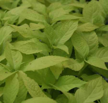 Japanische Strauchminze Golden Angel (Leucosceptrum japonicum Golden Angel)