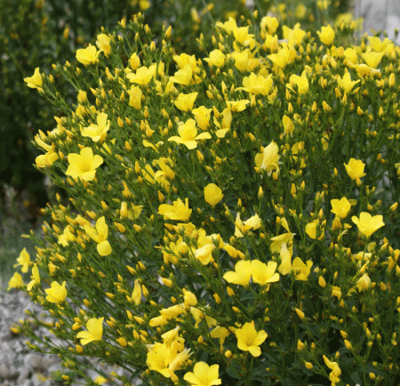 Gelber Lein (Linum flavum)