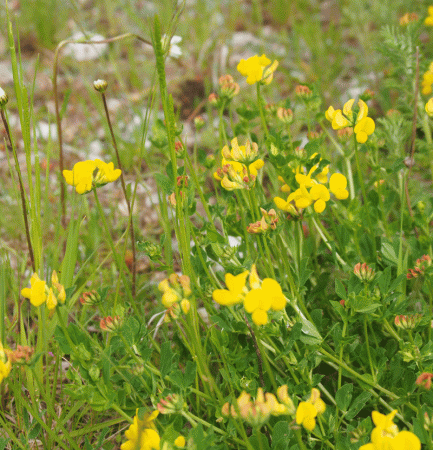 Gewöhnlicher Hornklee (Lotus corniculatus)