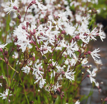 Kuckucks-Lichtnelke White Robin (Silene flos-cuculi White Robin, alt: Lychnis flos-cuculi)