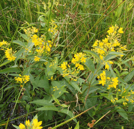 Gilbweiderich (Lysimachia vulgaris)