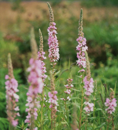 Blutweiderich Blush (Lythrum salicaria Blush)