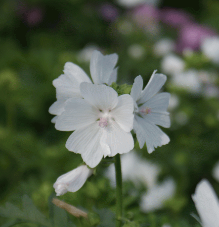 Weiße Moschus-Malve Alba (Malva moschata Alba)