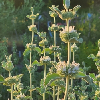 Filziger Andorn (Marrubium incanum)