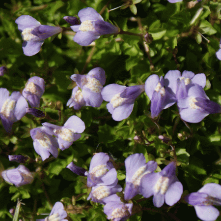 Lippenmäulchen (Mazus reptans)
