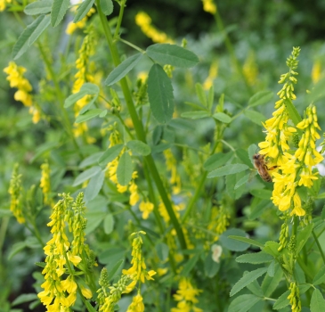 Steinklee (Melilotus officinalis)