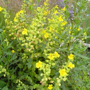 Gelbe Gauklerblume (Mimulus luteus)