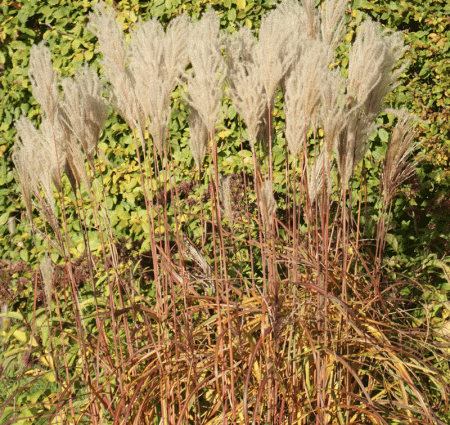 Chinaschilf Malepartus (Miscanthus sinensis Malepartus)