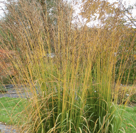 Riesen-Pfeifengras Transparent (Molinia arundinacea Transparent)