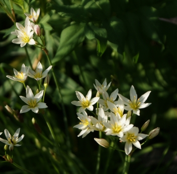 Lilienstern (Nothoscordum gramineum)